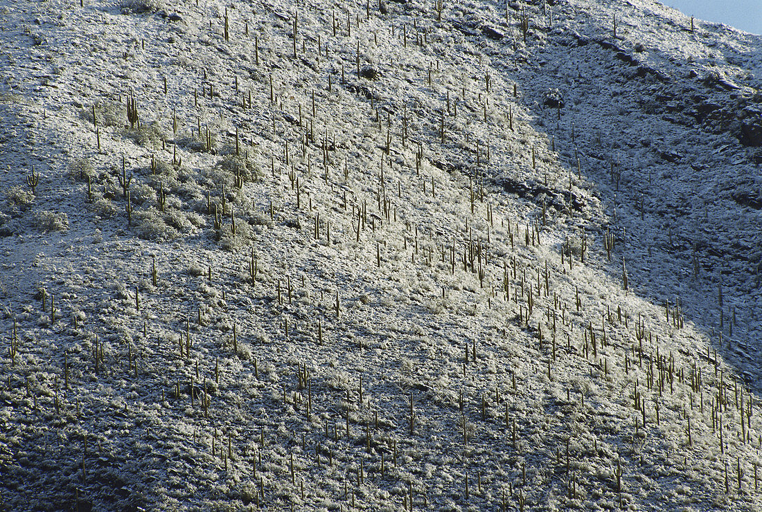 Saguaros in Snow