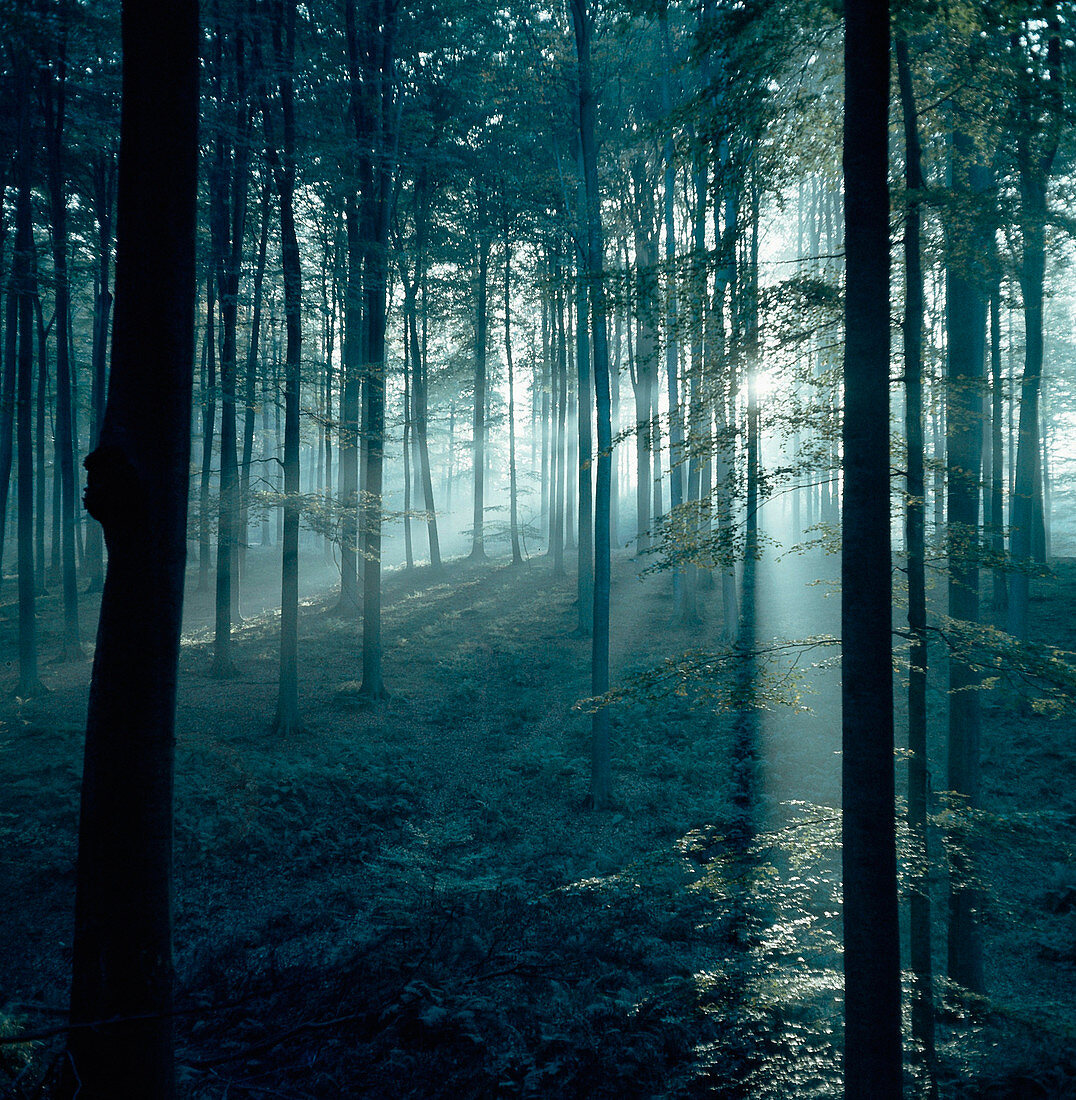 Belgian Forest