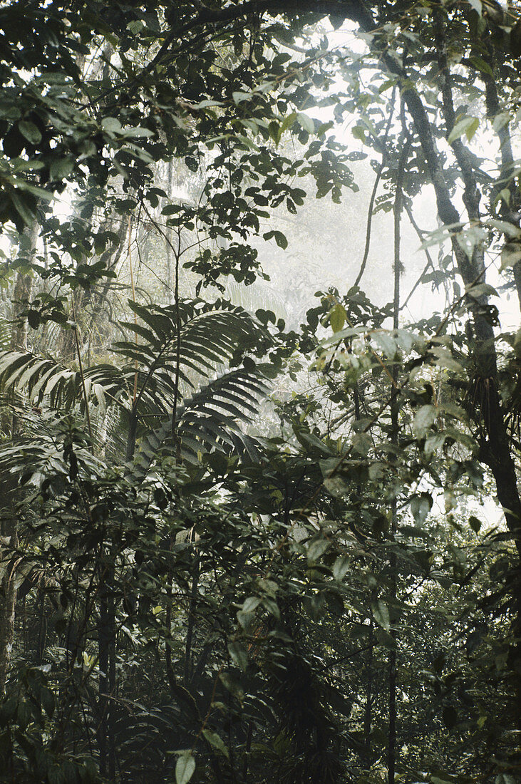 Rainforest,Venezuela