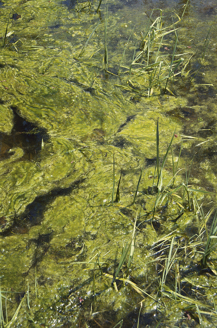Algae in a Pond
