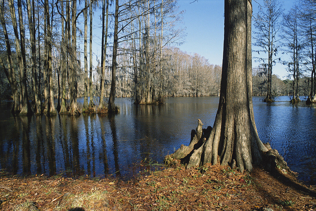Bald Cypress Swamp,NC