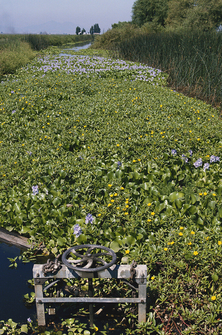 Invasive Water Hyacinths