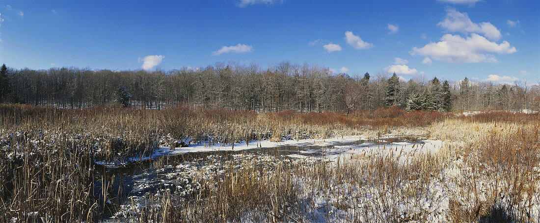 Pennsylvania Marsh in Winter