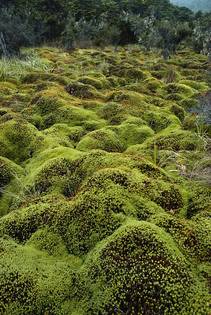 Moss Hummocks,New Zealand