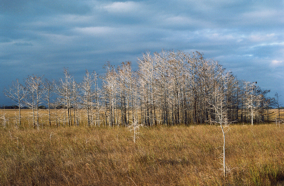 Baldcypress Hammock in Winter,USA