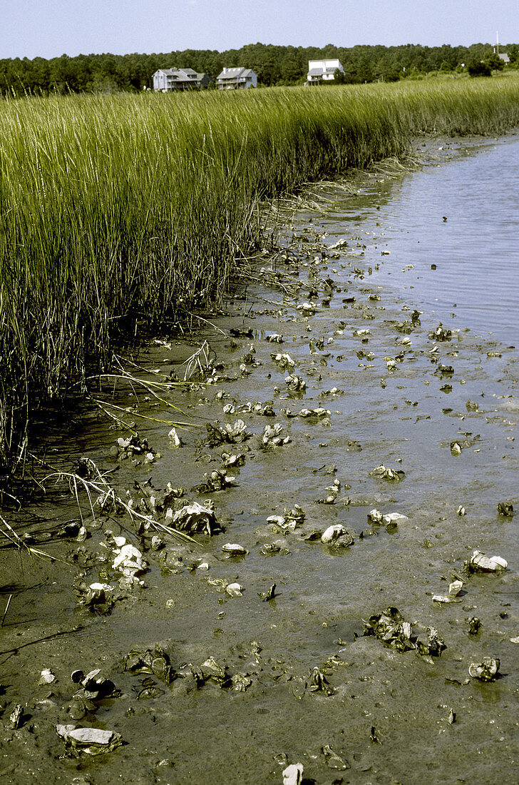 Salt marsh