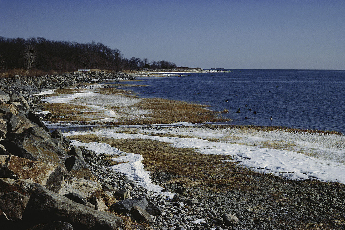Salt Marsh in Winter