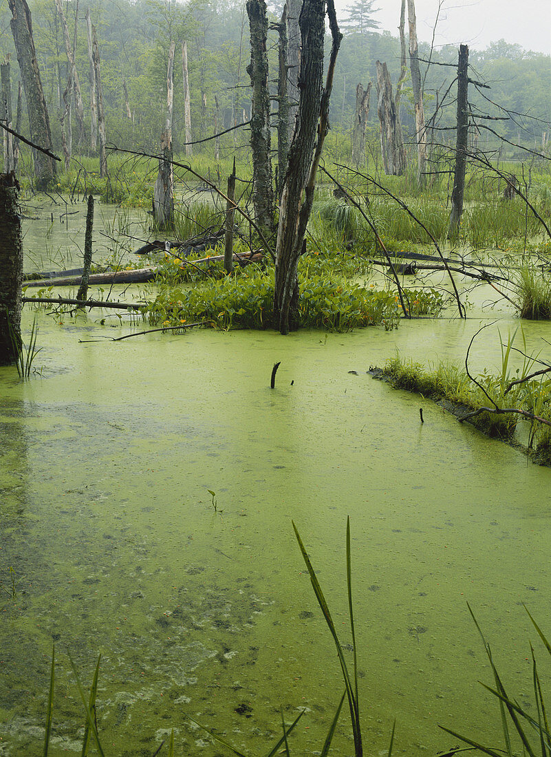 Alder Swamp,Pennsylvania,USA