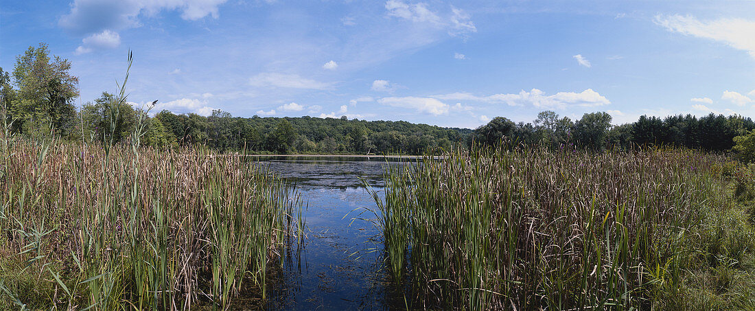 Marsh in the Delaware Water Gap