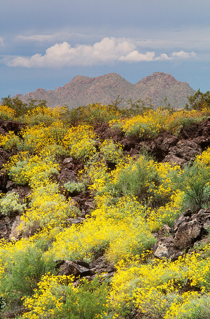 Sonoran Desert in bloom