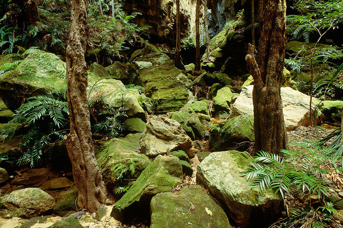 Rainforest landscape,Madagascar