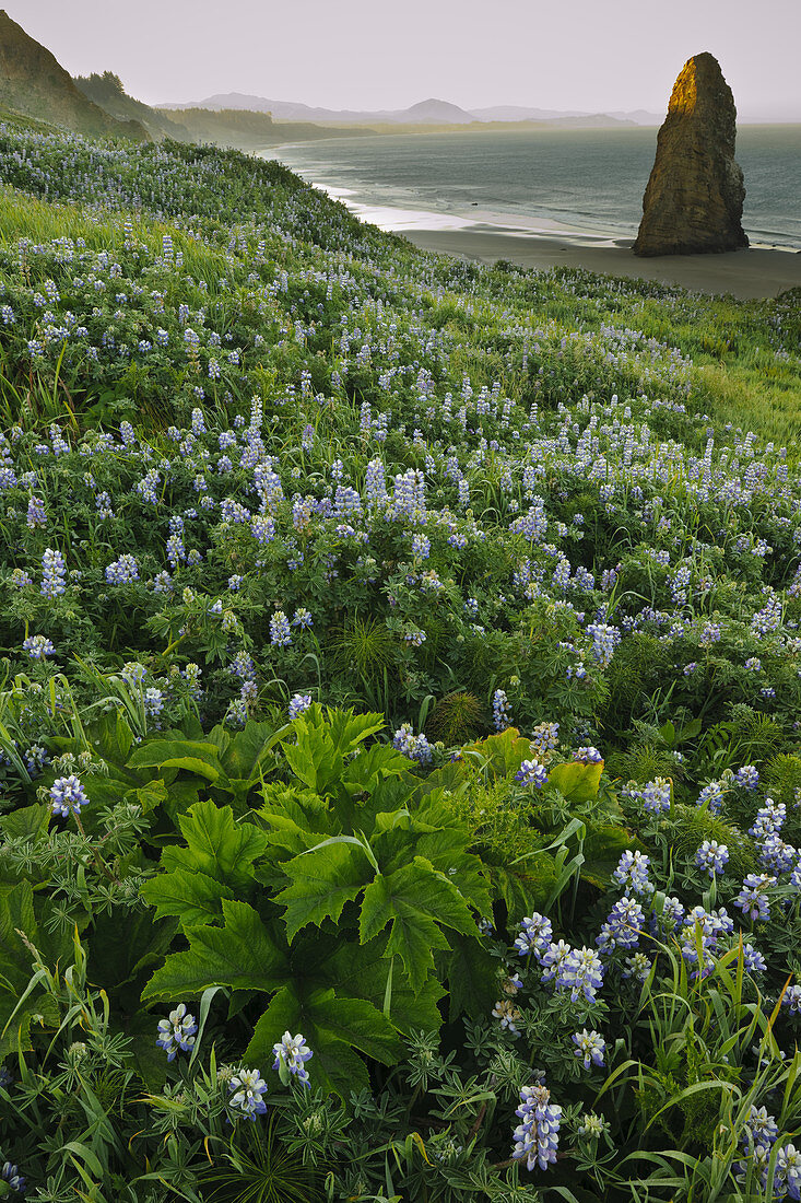 Sea Stack and Lupines on Oregon Shore