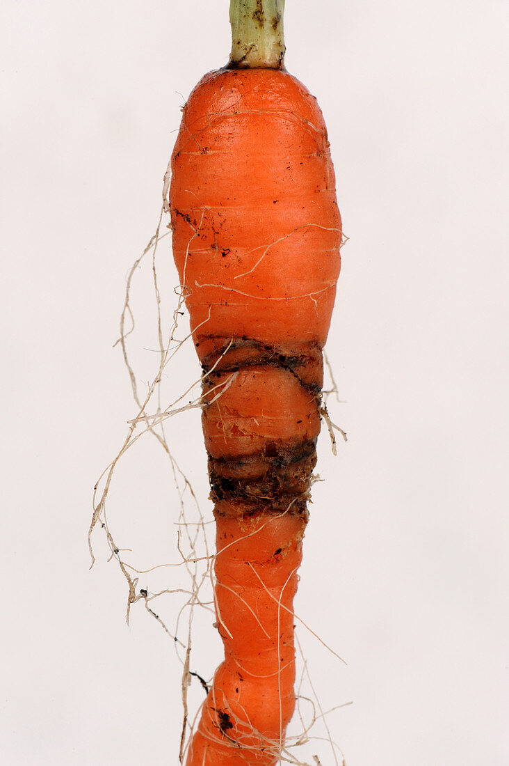 Carrot root fly damage