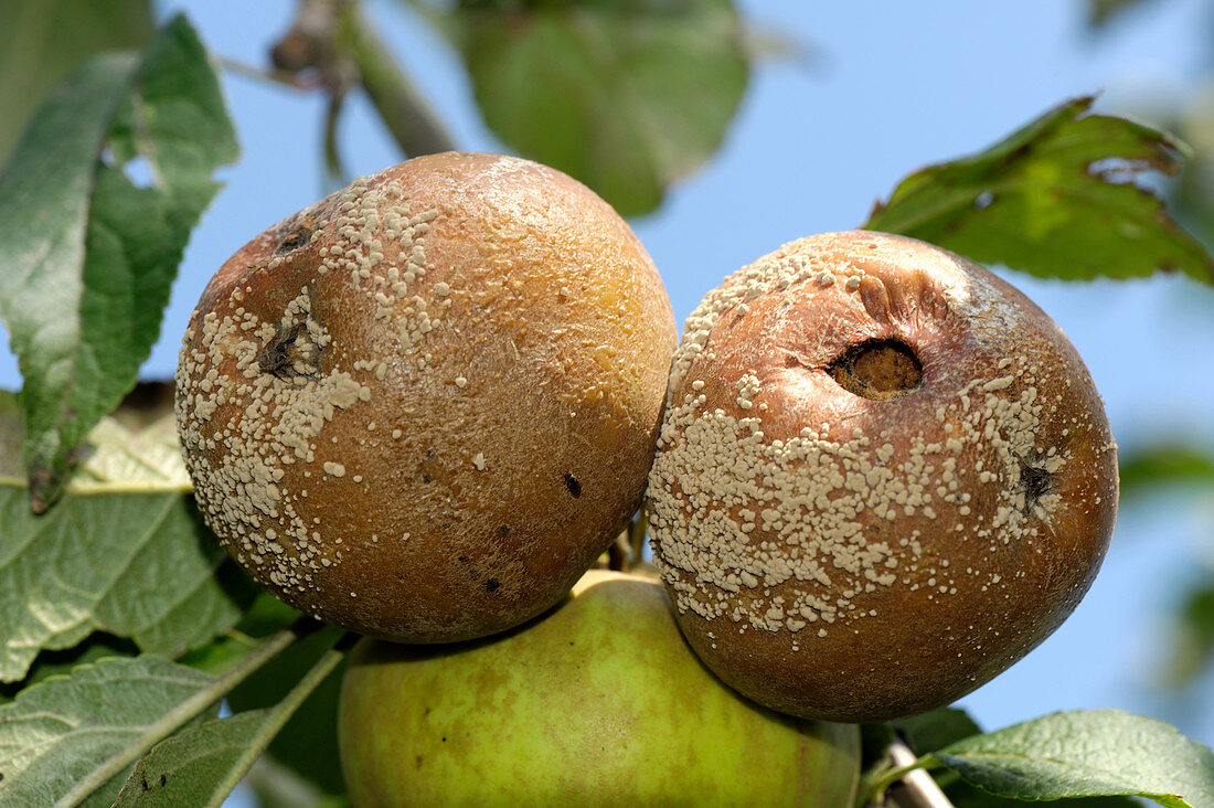 Brown rot on apples