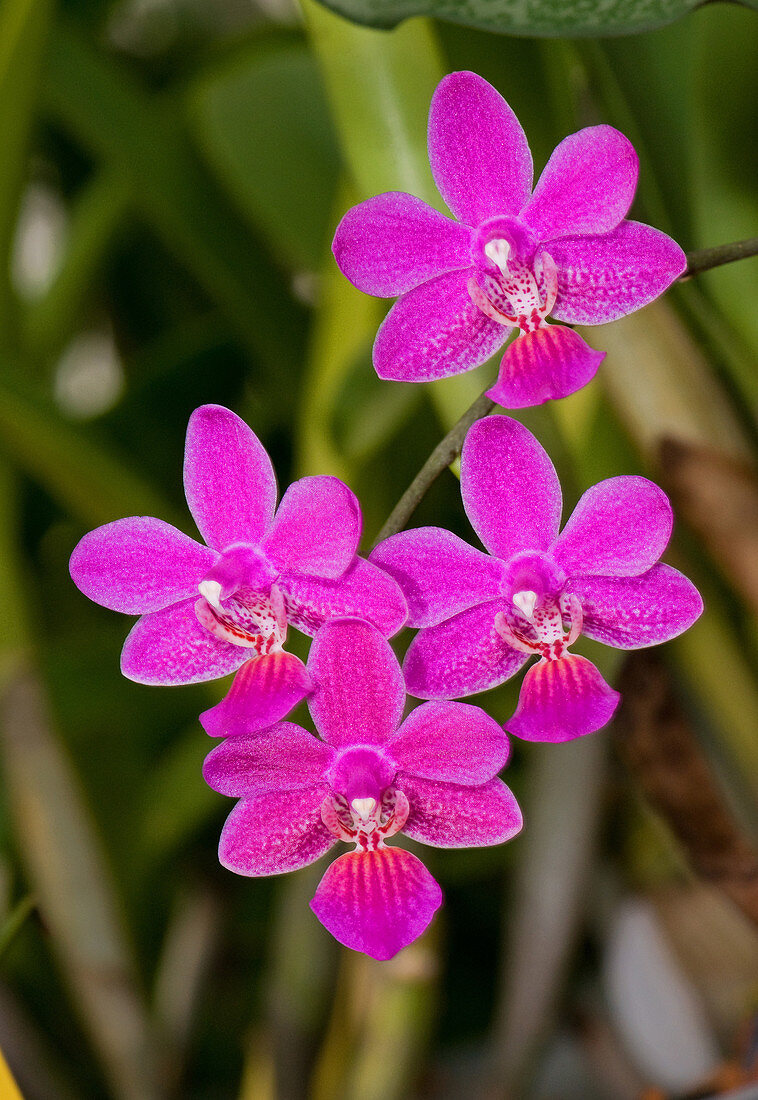 Mendenhall Orchid