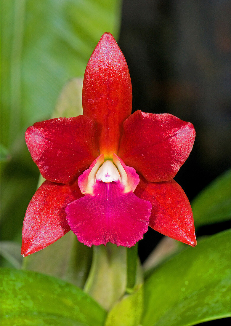 Red Orchid