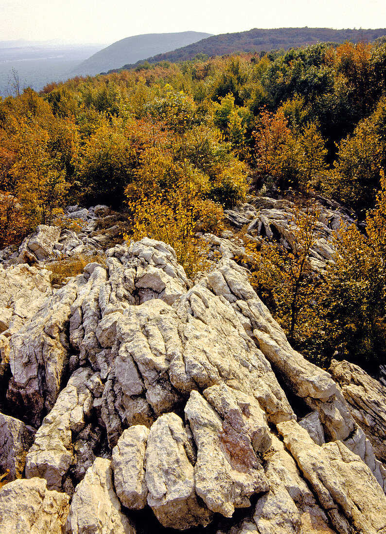 Quartzite Outcrop,Appalachian Trail