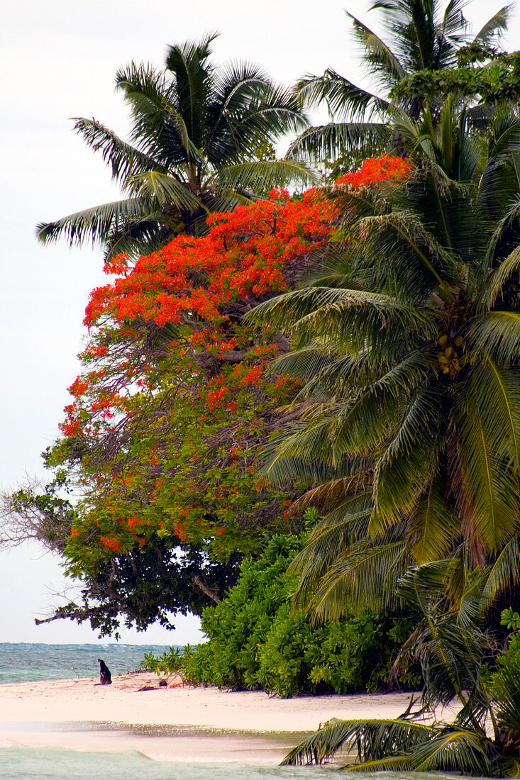 Flamboyant Tree,the Seychelles