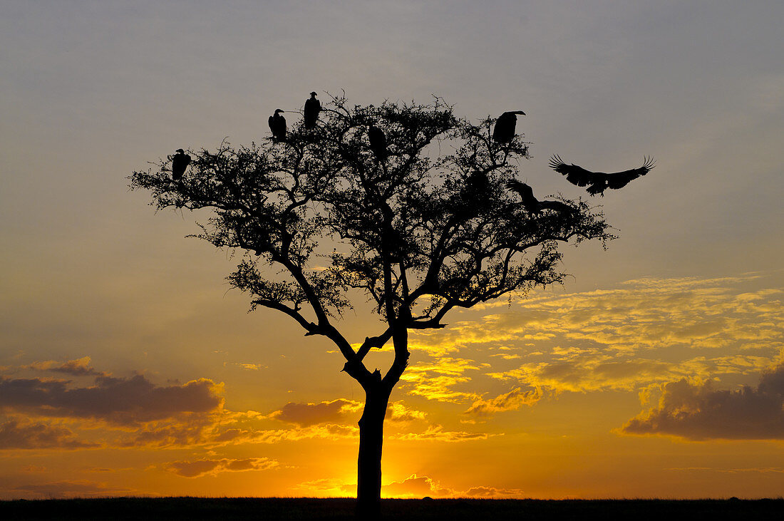 Vultures in Tree at Sunset
