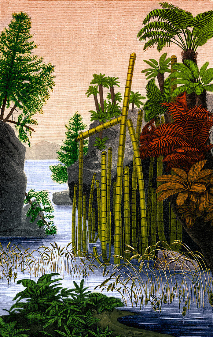 Plants of the Triassic Period