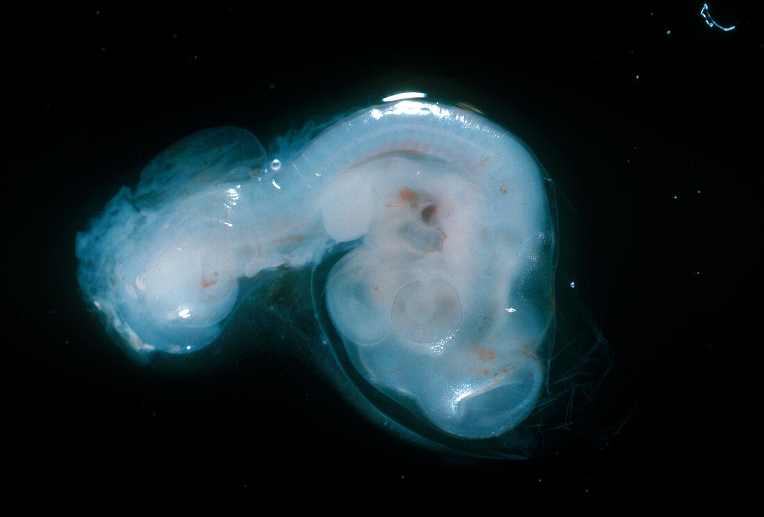 Chick Embryo,4 Days