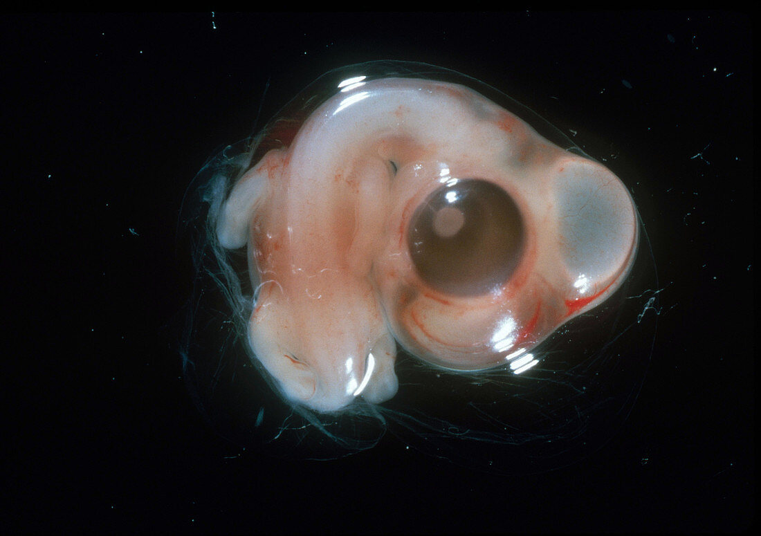 Chick Embryo,6 Days