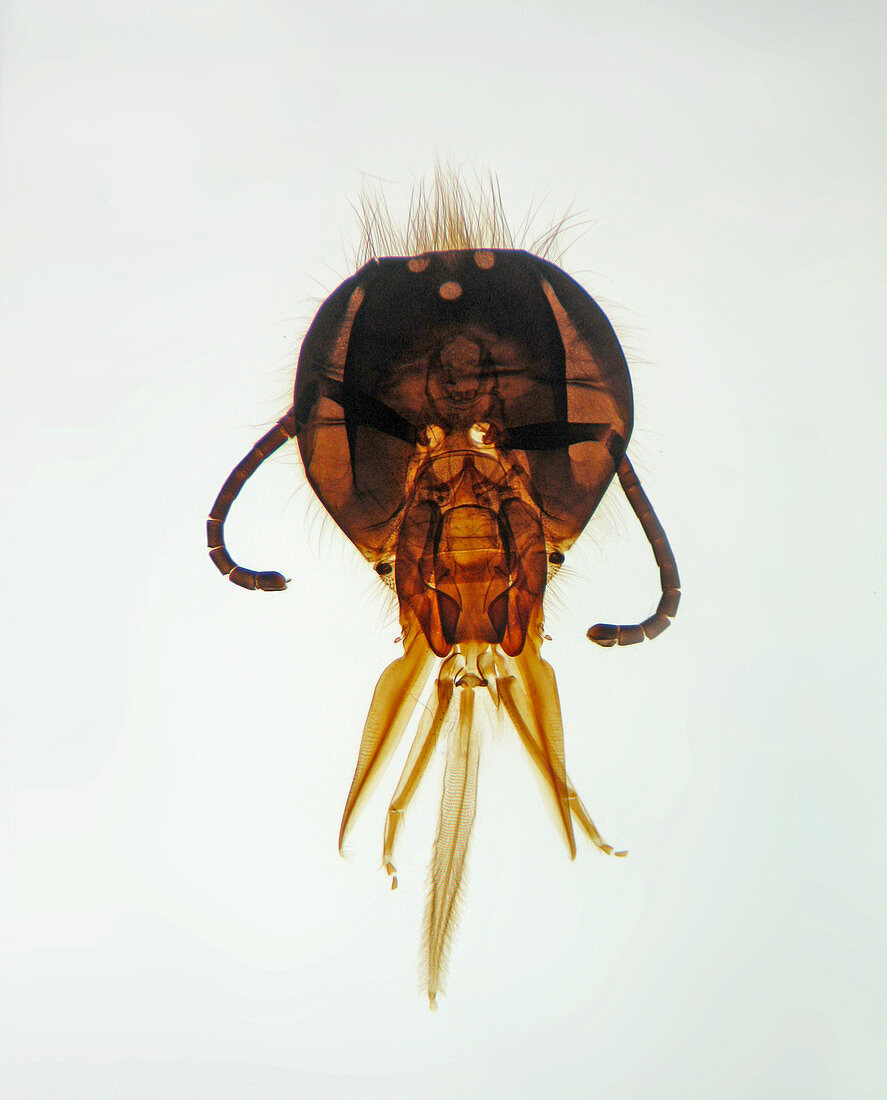 LM of Honeybee Head