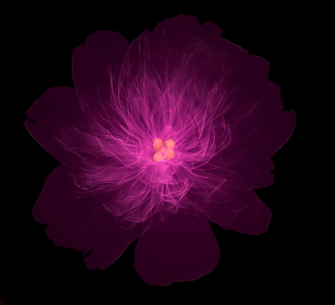 X-ray of Peony Flower