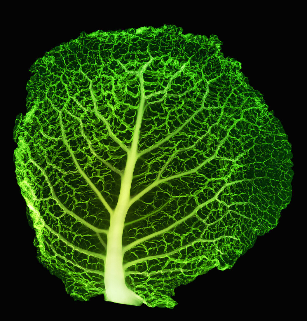 X-ray of Cabbage Leaf