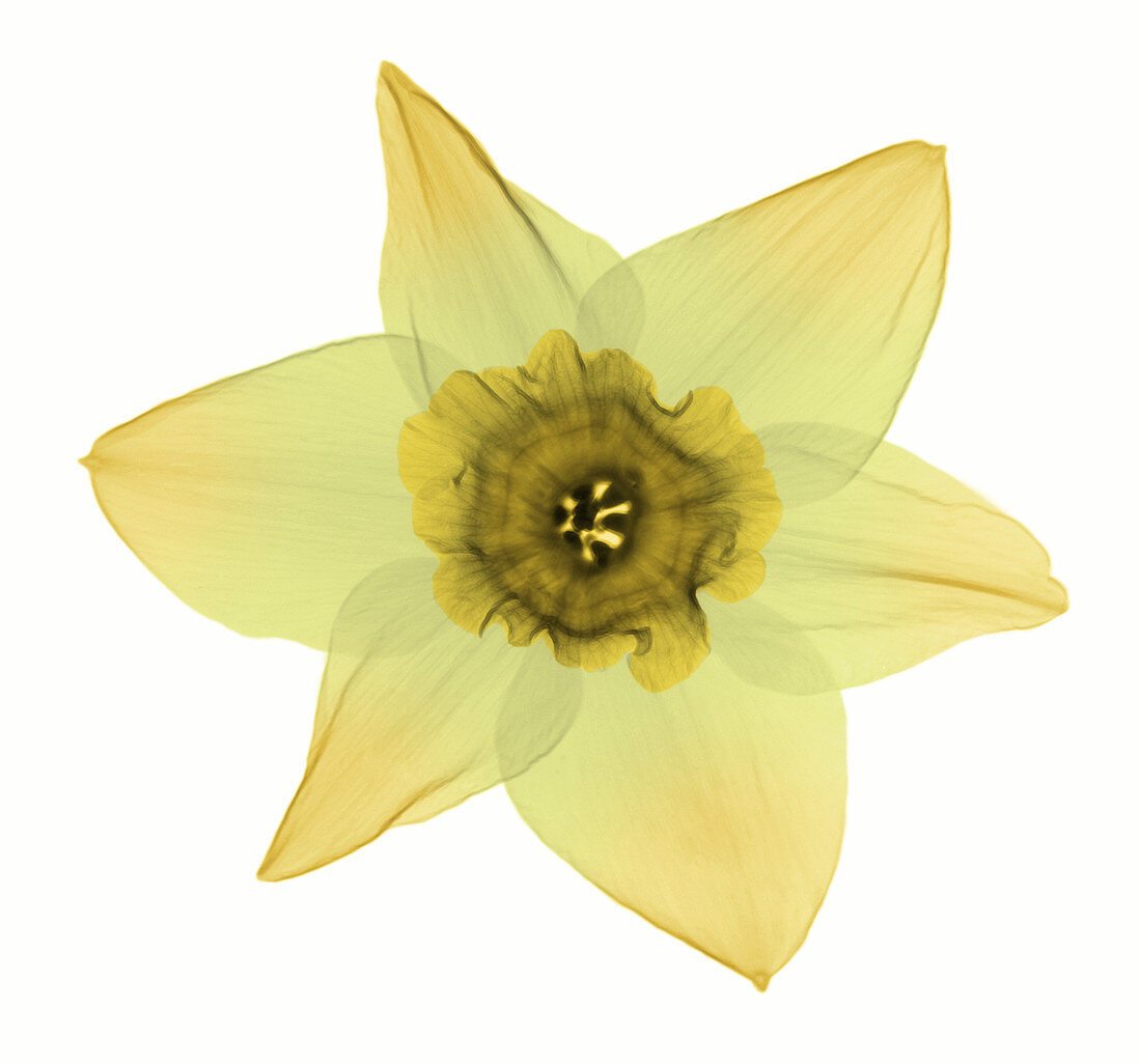 X-ray of Daffodil Flower
