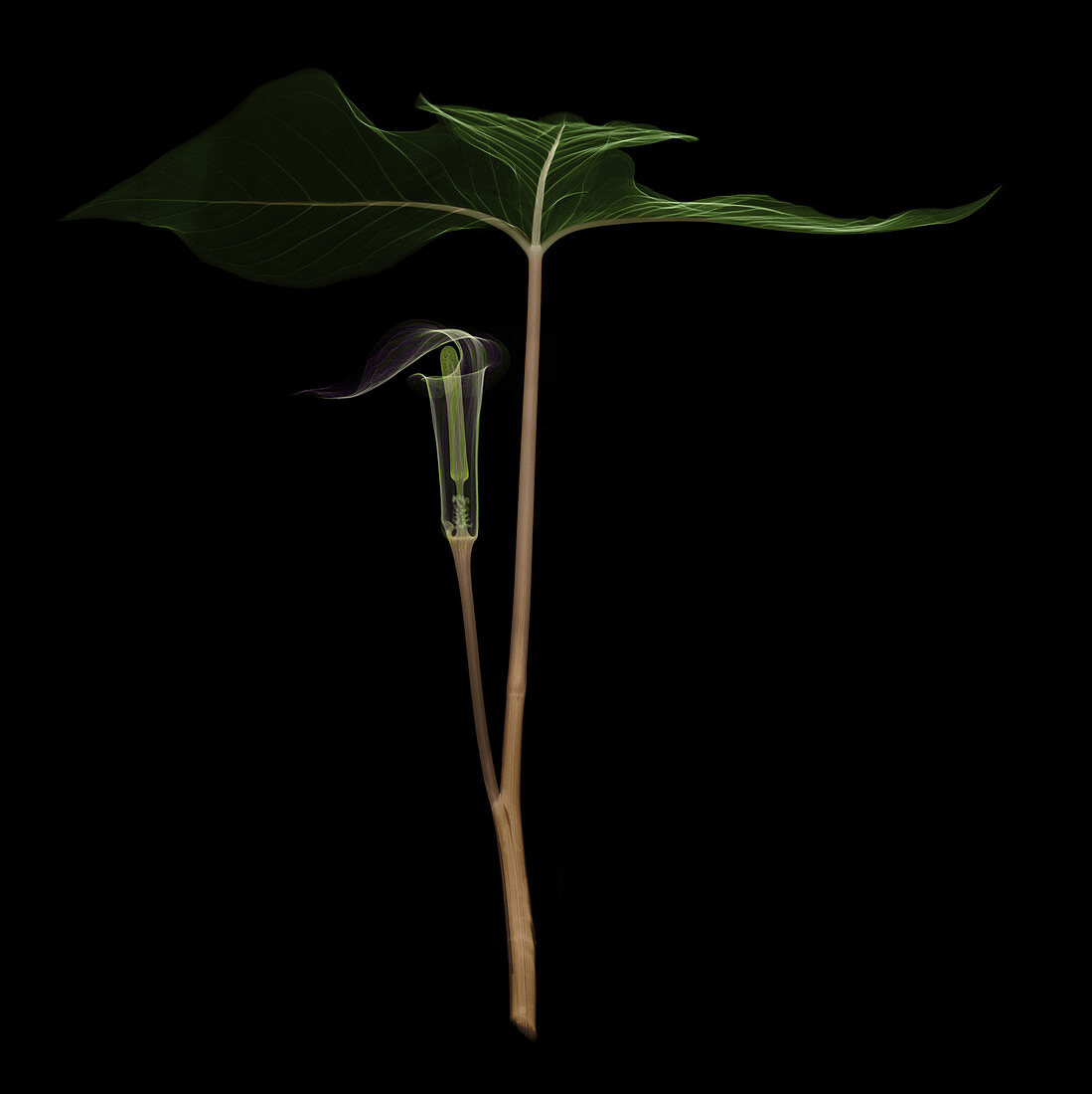 X-ray of Jack-in-the-pulpit