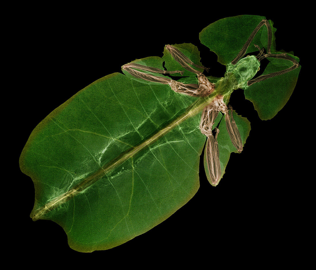 X-ray of a Giant Leaf Insect
