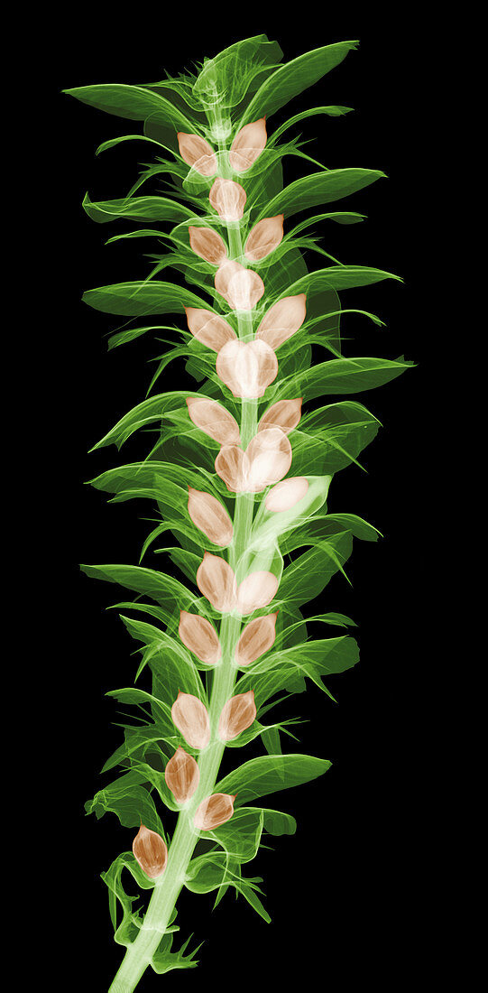 X-ray of an Acanthus Flower