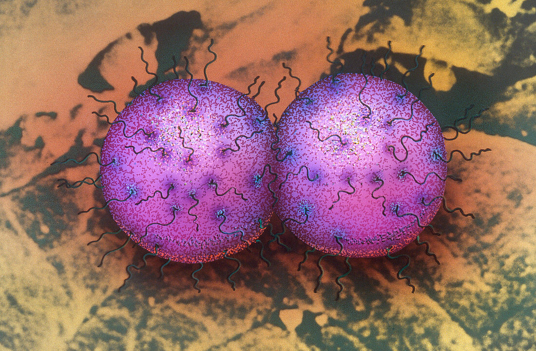 Neisseria gonorrhoeae (SEM)