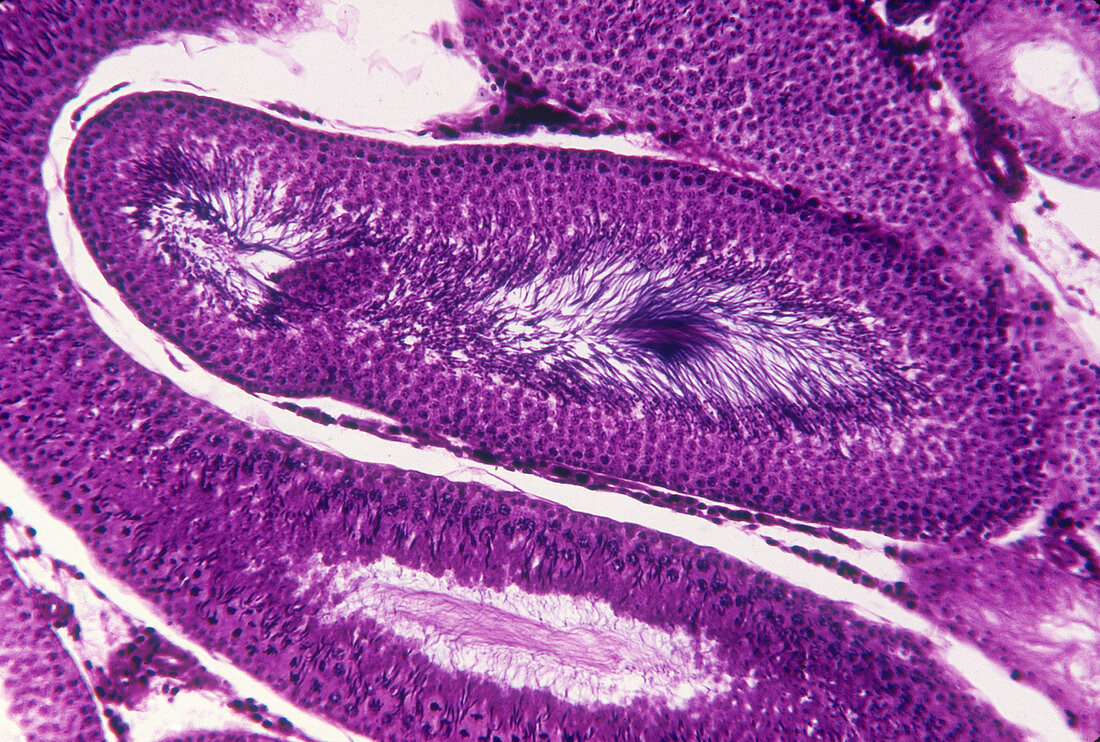 Spermatogenesis in mammalian testis