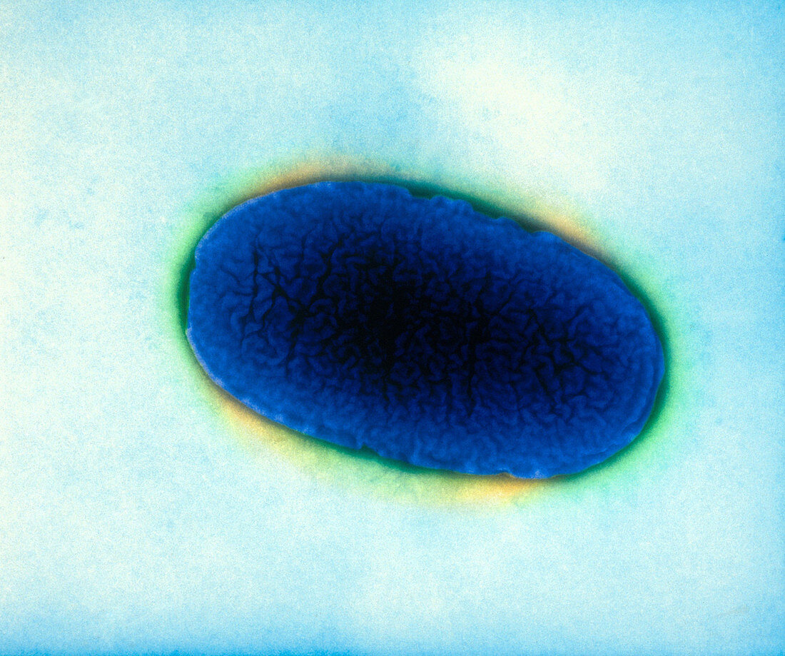 Klebsiella pneumonaie,TEM