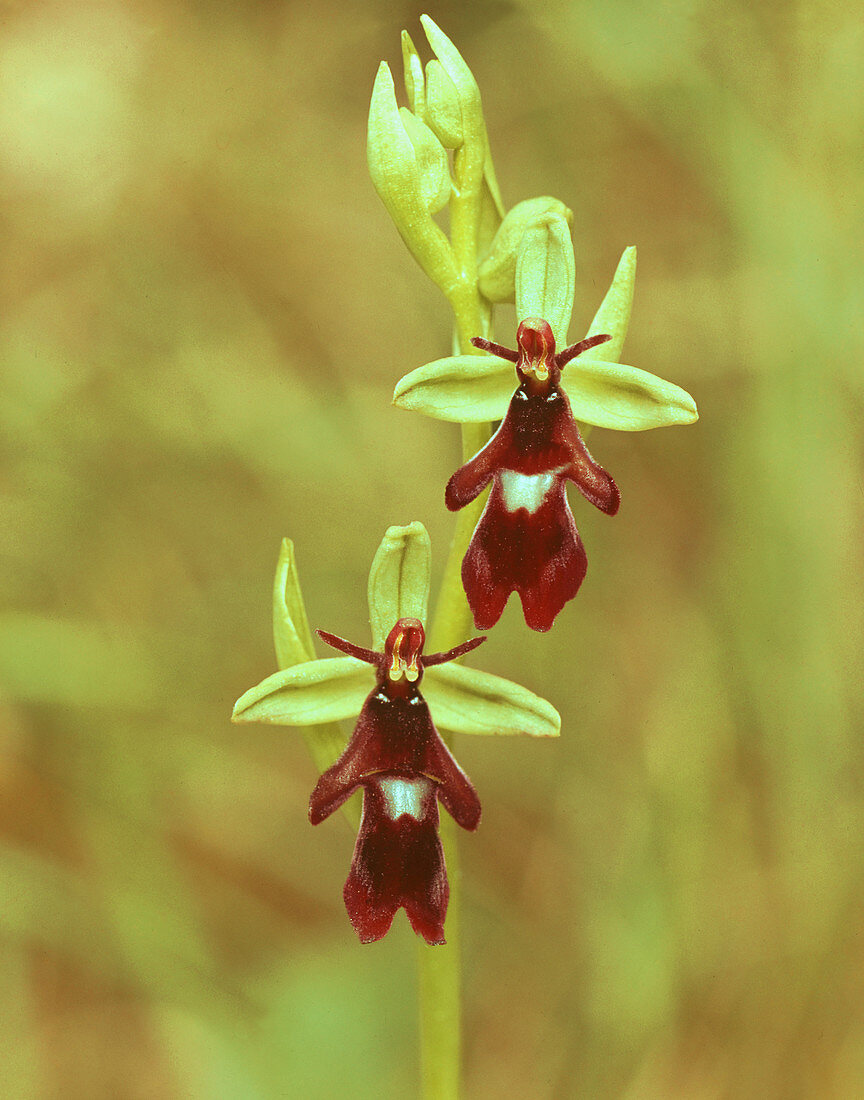 Fly orchid