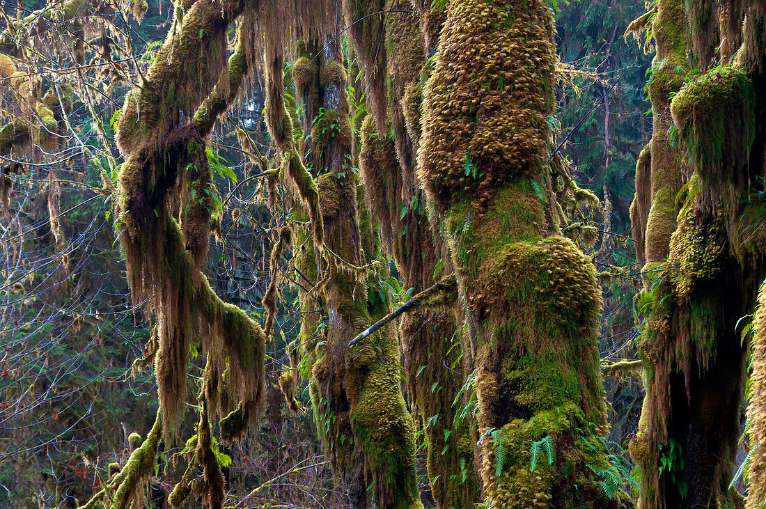 Hoh Rainforest,Olympic National Park,WA