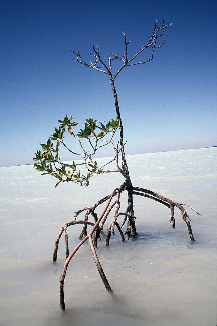 Young mangrove tree