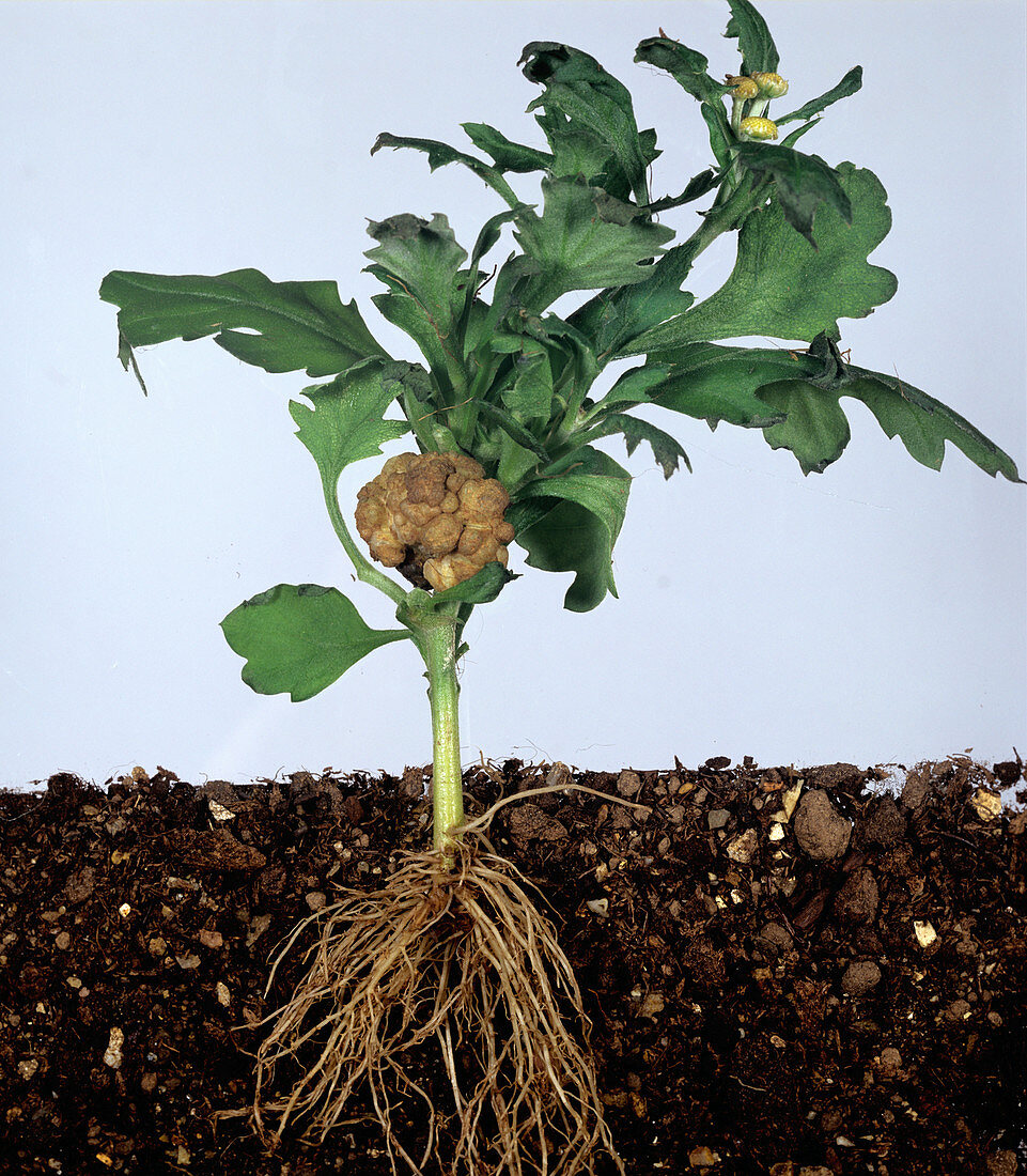 Crown gall on Chrysanthemum