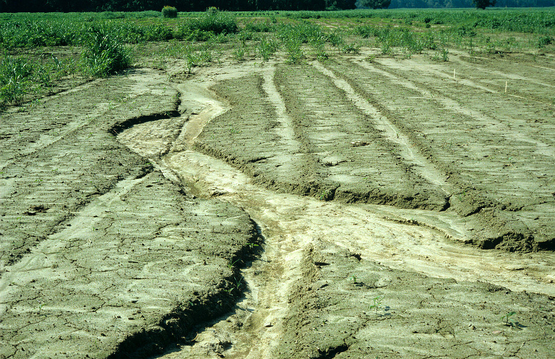 Gully Erosion of Field