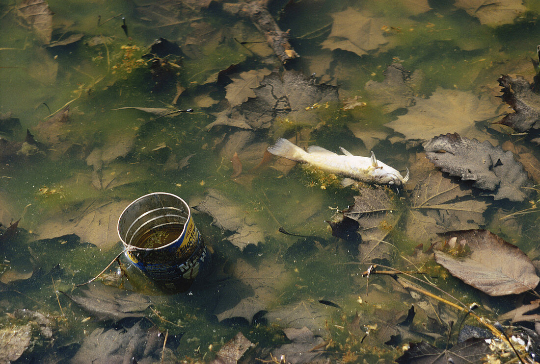 Dead Fish in Polluted Lake,USA