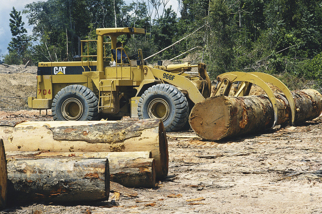 Lumber Industry,Suriname