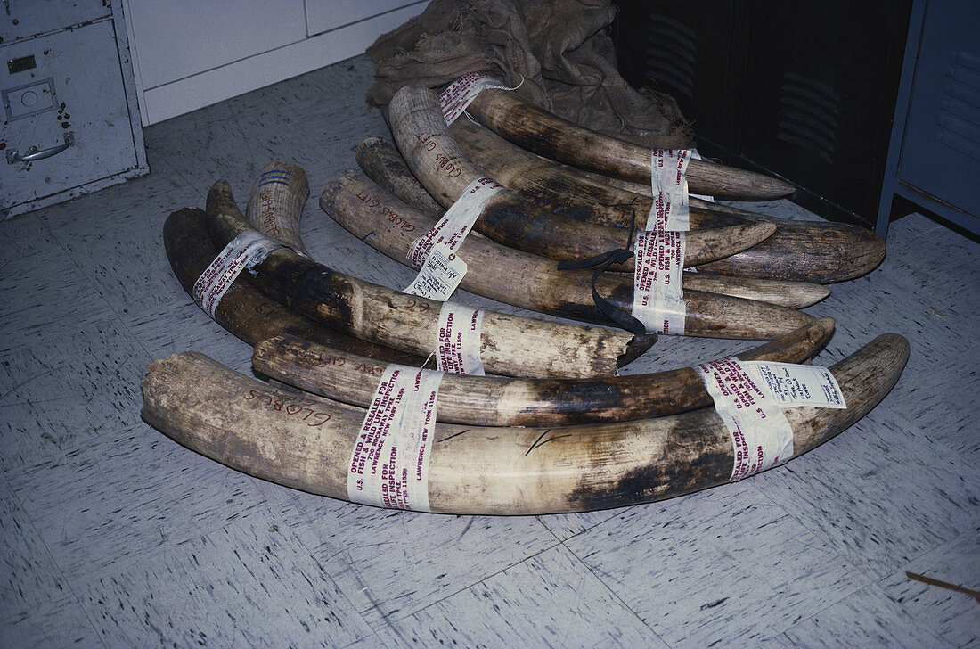 Confiscated Elephant Tusks,NYC,USA