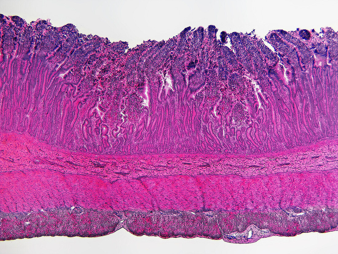 LM of Dog Duodenum