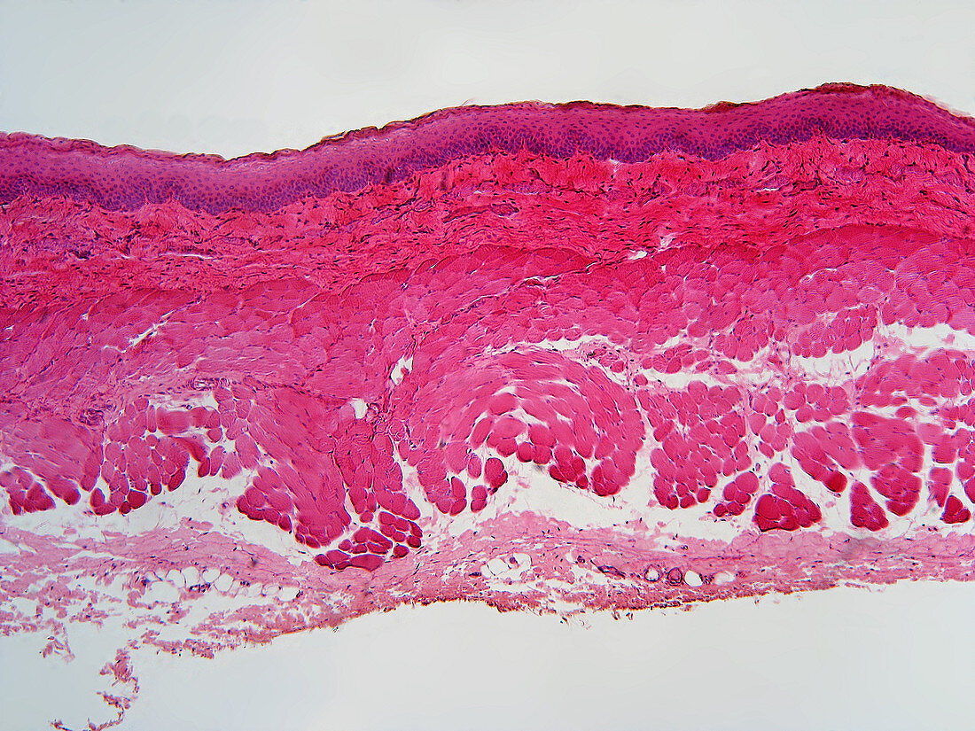 LM of Dog Esophagus