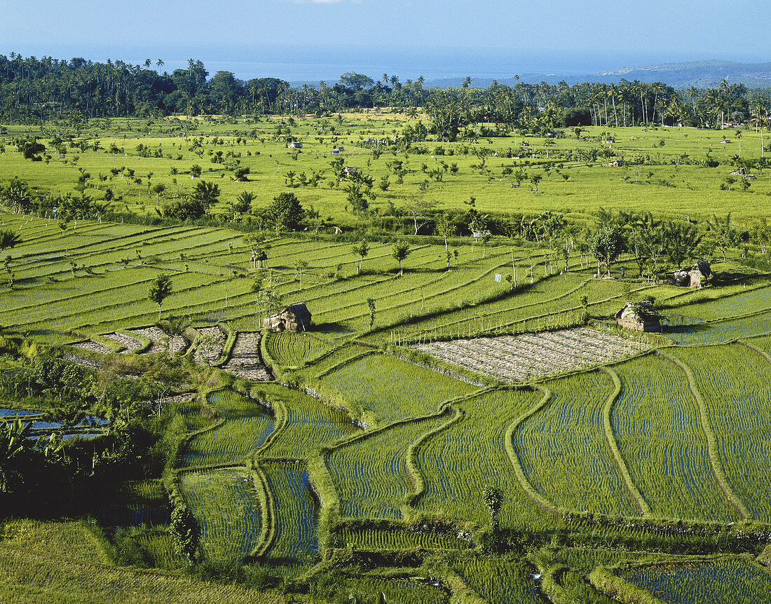 Rice Paddy,Bali,Indonesia