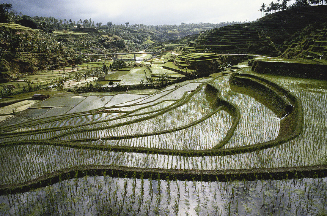 Terraced Rice Paddy,Bali,Indonesia