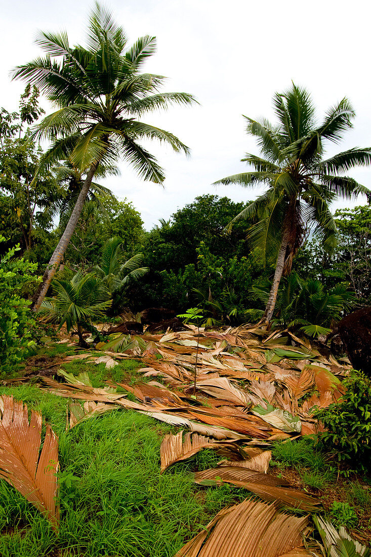 Palm Leaves Drying