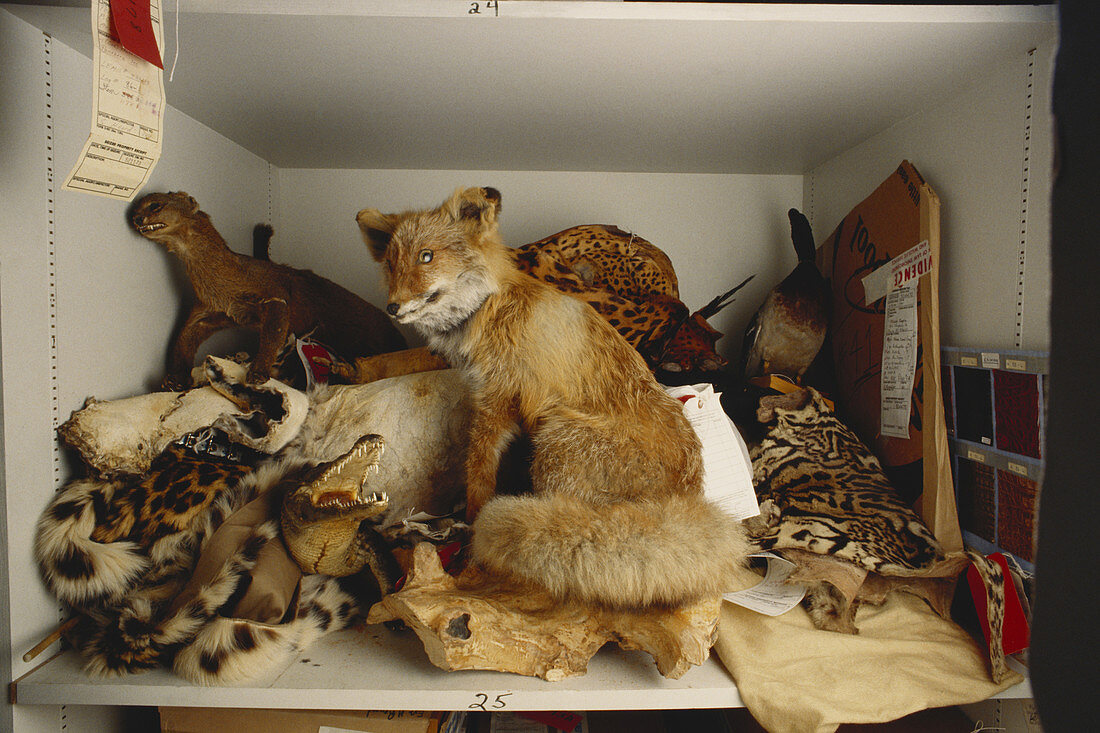 Confiscated Animal Products